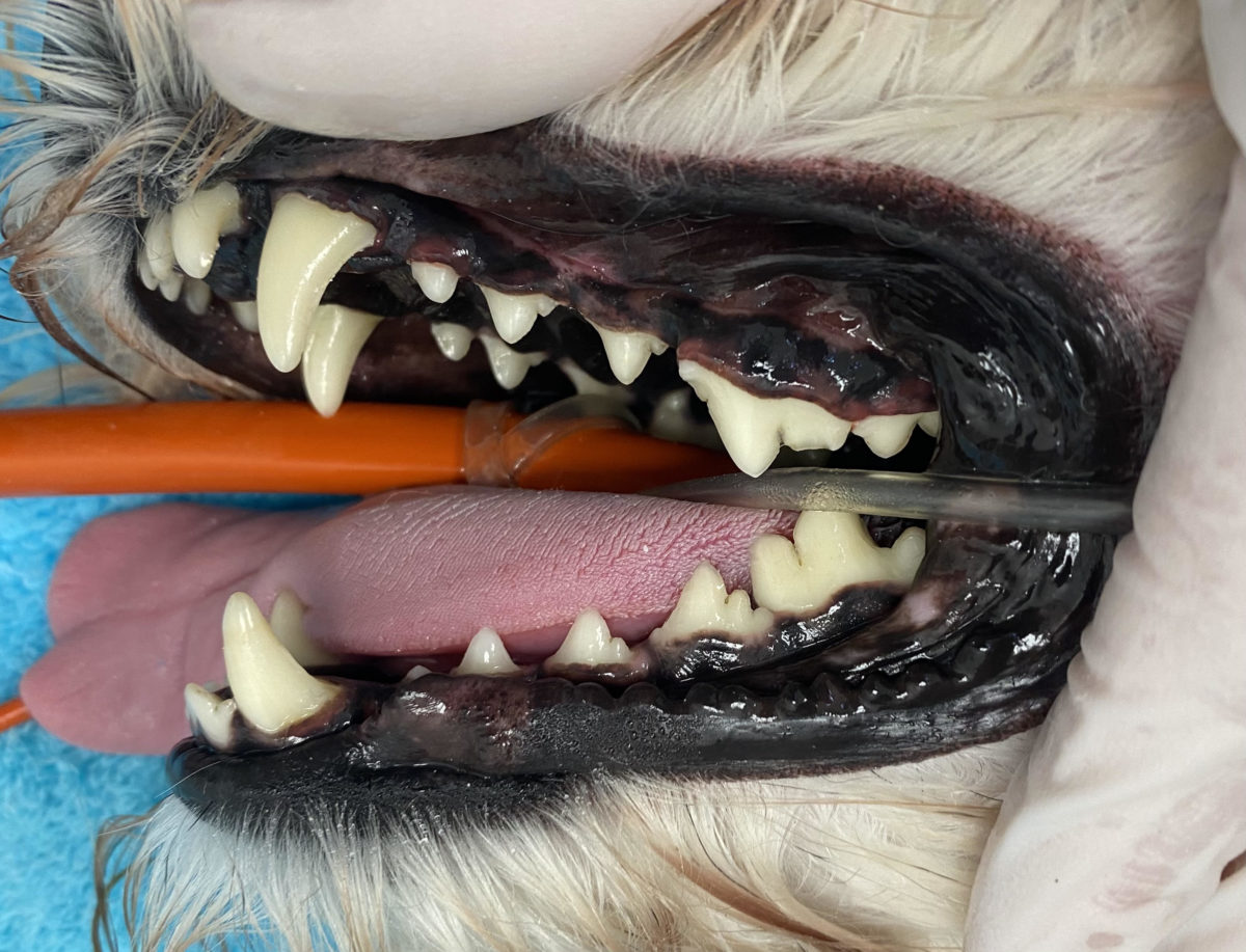 Cleaning dog teeth - after
