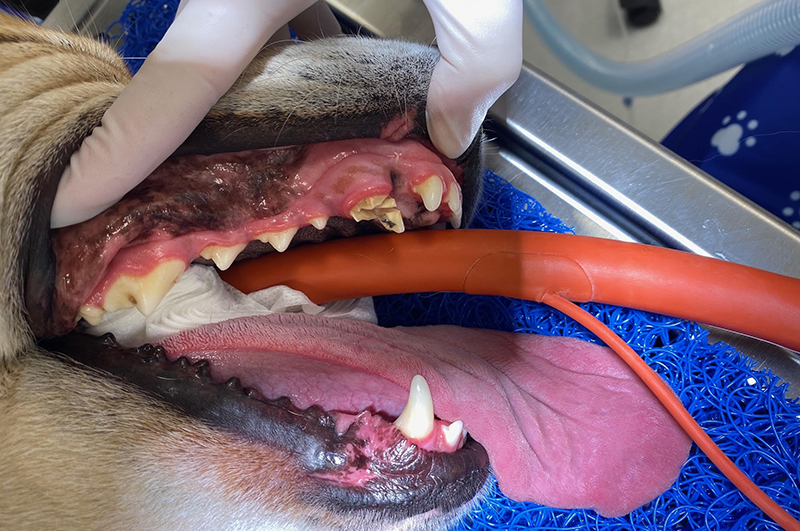 Fracture of adog's tooth