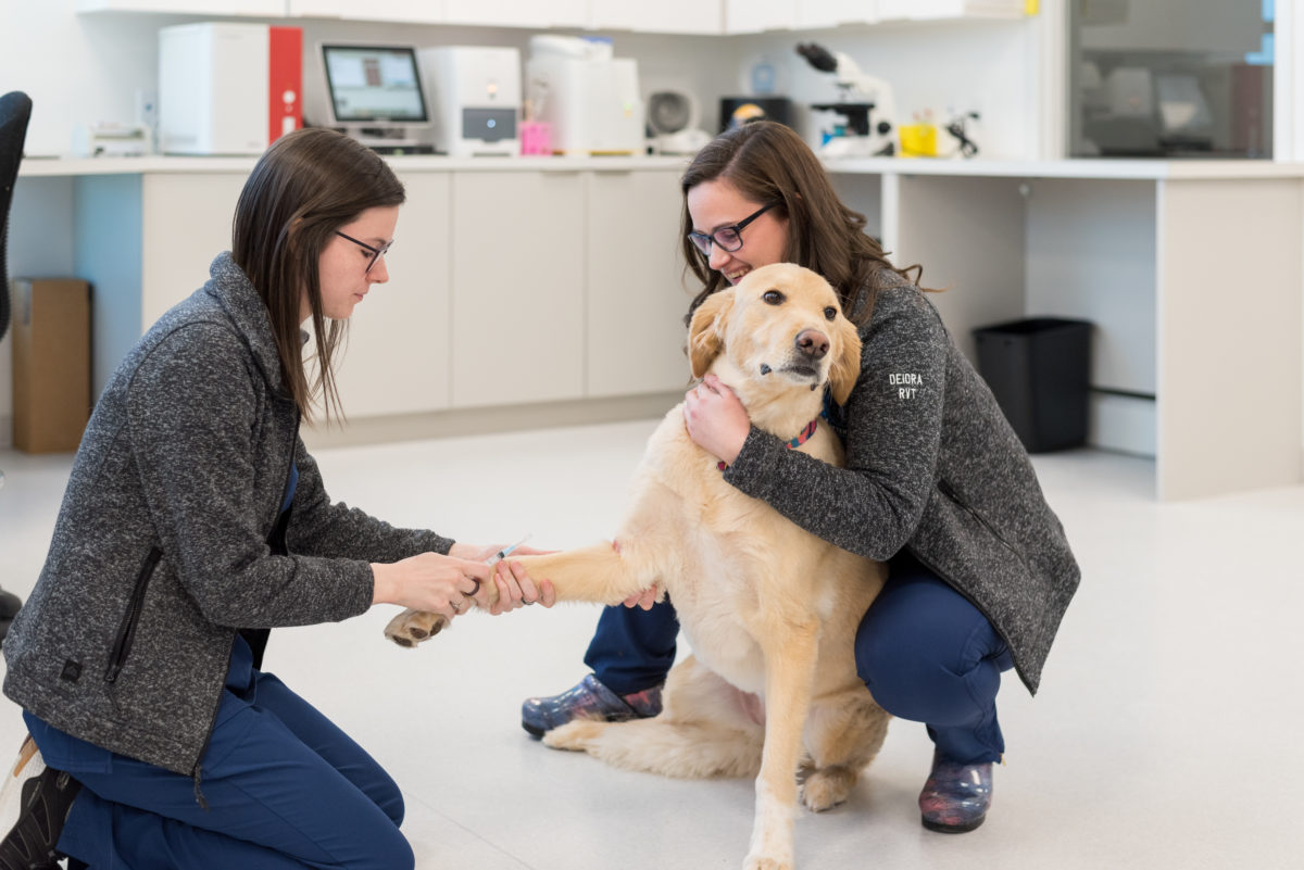 Prevention & Wellness - Hammonds Plains Veterinary Hospital